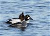 Photo of Goldeneye at Foxcote Res, Buckinghamshire. Taken by Paul Gibbs on 31st December 2025.