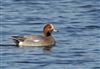 Photo of Wigeon at Foxcote Res, Buckinghamshire. Taken by Paul Gibbs on 31st December 2025.