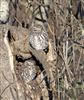 Little Owl at Floodplain Forest Nature Reserve (formerly Manor Farm), Buckinghamshire. Photographed by Paul Gibbs on 31st December 2025.