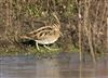 Photo of Snipe at Floodplain Forest Nature Reserve (formerly Manor Farm), Buckinghamshire. Taken by Paul Gibbs on 31st December 2025.