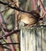 Photo of Wren at Floodplain Forest Nature Reserve (formerly Manor Farm), Buckinghamshire. Taken by Paul Gibbs on 31st December 2025.
