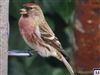 Photo of Redpoll at Chartridge, Buckinghamshire. Taken by Derek Holt on 11th January 2026.
