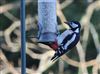 Great Spotted Woodpecker