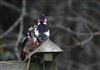 Great Spotted Woodpecker
