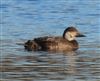 Photo of Common Scoter at Calvert BBOWT Lake, Calvert, Buckinghamshire. Taken by Mike Wallen on 31st December 2025.