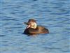 Photo of Common Scoter at Calvert BBOWT Lake, Calvert, Buckinghamshire. Taken by Mike Wallen on 31st December 2025.