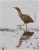 Photo of Bittern at Calvert BBOWT Lake, Calvert, Buckinghamshire. Taken by Robert Meardon on 29th December 2025.