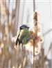 Blue Tit
