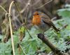 Photo of Robin at Chearsley, Buckinghamshire. Taken by Don Stone on 30th December 2025.