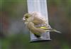 Photo of Greenfinch at Lee Common , Buckinghamshire. Taken by Don Stone on 1st January 2026.