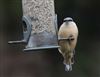 Photo of Nuthatch at Lee Common , Buckinghamshire. Taken by Don Stone on 1st January 2026.