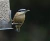 Photo of Nuthatch at Lee Common , Buckinghamshire. Taken by Don Stone on 1st January 2026.