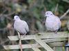 Photo of Collared Dove at Lee Common , Buckinghamshire. Taken by Don Stone on 1st January 2026.