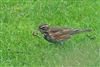 Photo of Redwing at Stowe, Buckinghamshire. Taken by P Tizzard on 12th January 2026.