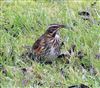 Photo of Redwing at Stowe, Buckinghamshire. Taken by P Tizzard on 12th January 2026.