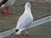 Photo of Black-headed Gull at Watermead Lake, Buckinghamshire. Taken by Mike Wallen on 12th January 2026.