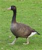 Greylag Goose