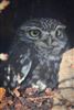 Little Owl at South Bucks, Buckinghamshire. Photographed by David Bevan on 10th January 2026.