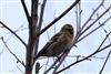 Photo of Redpoll at Stoke Common, Buckinghamshire. Taken by Robert Payne on 12th January 2026.