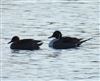 Photo of Pintail at Calvert BBOWT Lake, Calvert, Buckinghamshire. Taken by Mike Wallen on 2nd January 2026.