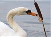 Photo of Mute Swan at Linford Reserve, Linford GPs, Buckinghamshire. Taken by Michael Haberfield on 17th January 2026.