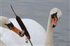 Photo of Mute Swan at Linford Reserve, Linford GPs, Buckinghamshire. Taken by Michael Haberfield on 17th January 2026.