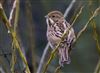 Photo of Reed Bunting at Linford Reserve, Linford GPs, Buckinghamshire. Taken by Michael Haberfield on 17th January 2026.