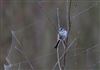 Photo of Long-tailed Tit at Linford Reserve, Linford GPs, Buckinghamshire. Taken by Michael Haberfield on 17th January 2026.
