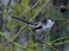 Photo of Long-tailed Tit at Linford Reserve, Linford GPs, Buckinghamshire. Taken by Michael Haberfield on 17th January 2026.