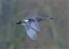 Photo of Gadwall at Linford Reserve, Linford GPs, Buckinghamshire. Taken by Michael Haberfield on 17th January 2026.