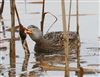 Photo of Gadwall at Linford Reserve, Linford GPs, Buckinghamshire. Taken by Michael Haberfield on 19th January 2026.