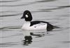 Photo of Goldeneye at Foxcote Res, Buckinghamshire. Taken by Robert Meardon on 21st January 2026.