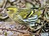 Photo of Siskin at Chartridge, Buckinghamshire. Taken by Derek Holt on 23rd January 2026.