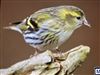 Photo of Siskin at Chartridge, Buckinghamshire. Taken by Derek Holt on 23rd January 2026.