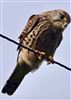 Kestrel