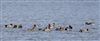 Photo of Wigeon at Linford Reserve, Linford GPs, Buckinghamshire. Taken by Michael Haberfield on 24th January 2026.