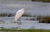 Photo of Great White Egret at Linford Reserve, Linford GPs, Buckinghamshire. Taken by Michael Haberfield on 24th January 2026.