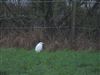 Photo of Cattle Egret at Shabbington, Buckinghamshire. Taken by Luke Marriner on 27th January 2026.