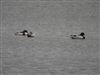 Photo of Shelduck at Shabbington, Buckinghamshire. Taken by Luke Marriner on 27th January 2026.