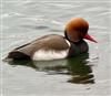 Red-crested Pochard