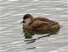 Red-crested Pochard