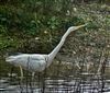 Great White Egret