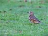 Photo of Mistle Thrush at Langley Park, Buckinghamshire. Taken by Matt Milne on 20th January 2026.
