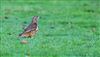 Photo of Mistle Thrush at Langley Park, Buckinghamshire. Taken by Matt Milne on 20th January 2026.
