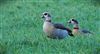 Egyptian Goose