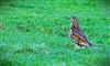 Photo of Mistle Thrush at Langley Park, Buckinghamshire. Taken by Matt Milne on 20th January 2026.