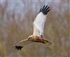 Photo of Marsh Harrier at Linford Reserve, Linford GPs, Buckinghamshire. Taken by Michael Haberfield on 31st January 2026.