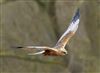 Photo of Marsh Harrier at Linford Reserve, Linford GPs, Buckinghamshire. Taken by Michael Haberfield on 31st January 2026.