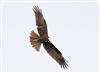 Photo of Marsh Harrier at Linford Reserve, Linford GPs, Buckinghamshire. Taken by Michael Haberfield on 31st January 2026.