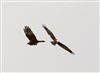 Photo of Marsh Harrier at Linford Reserve, Linford GPs, Buckinghamshire. Taken by Michael Haberfield on 31st January 2026.